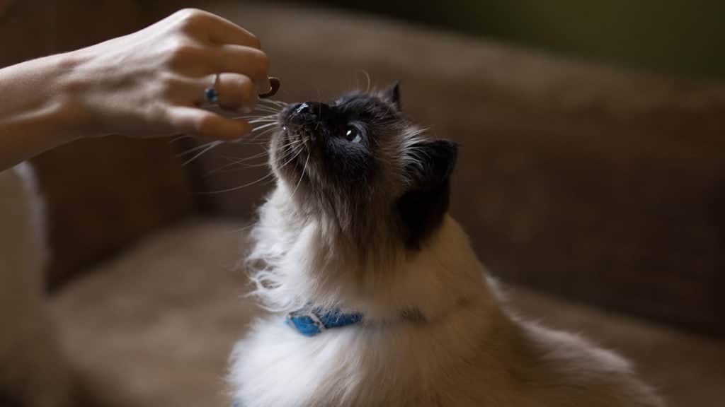 Natures Menu – Cat Owner Segmentation