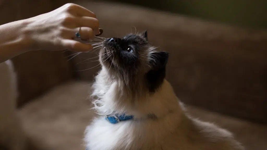 Natures Menu – Cat Owner Segmentation
