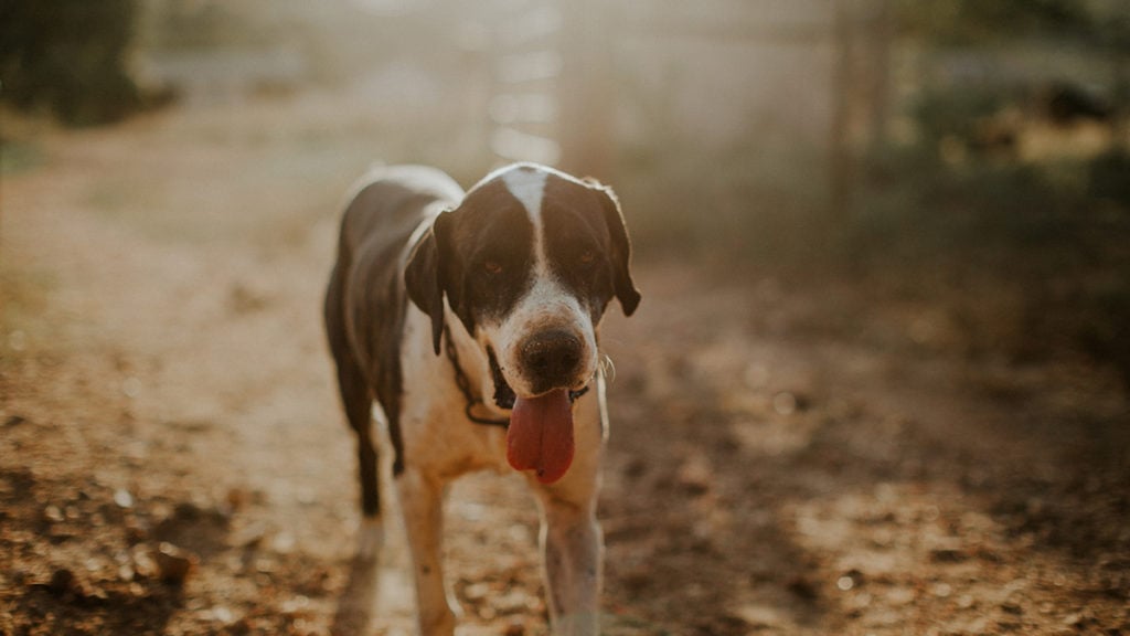 Natures Menu – Dog Brand Tracker