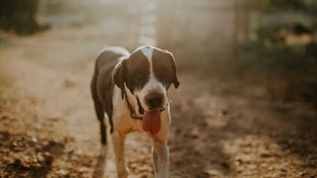 Natures Menu – Dog Brand Tracker